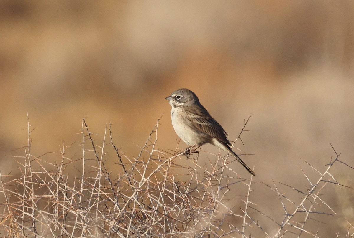 Bell's Sparrow - ML628825722