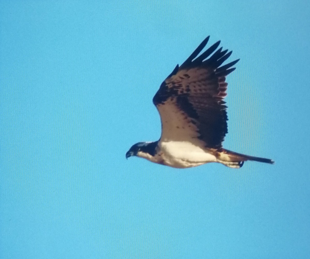 魚鷹 - ML628825796