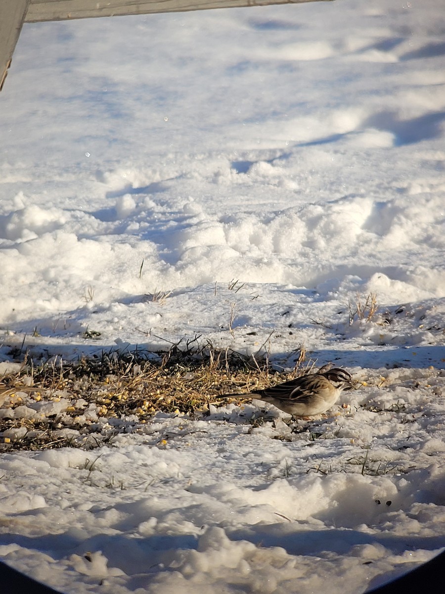 Lark Sparrow - ML628826238