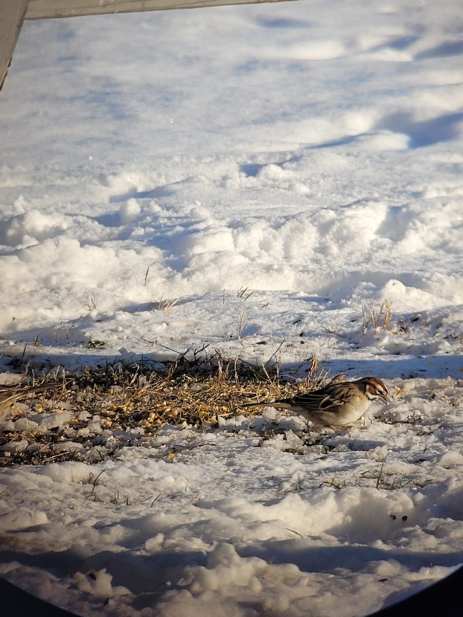 Lark Sparrow - ML628826239