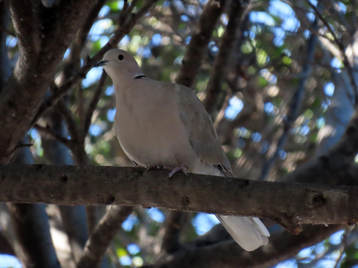 Буулгат хүүрзгэнэ - ML628826437