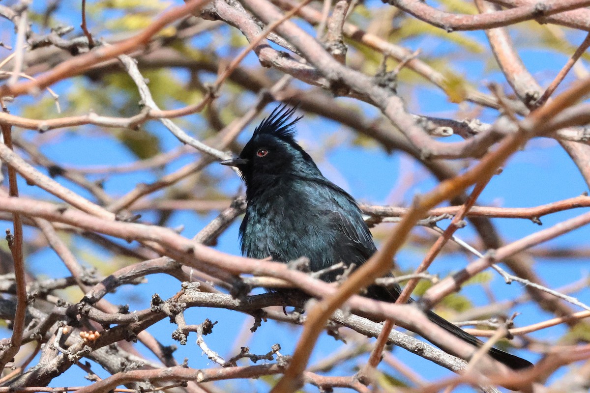 Capulinero Negro - ML628826627