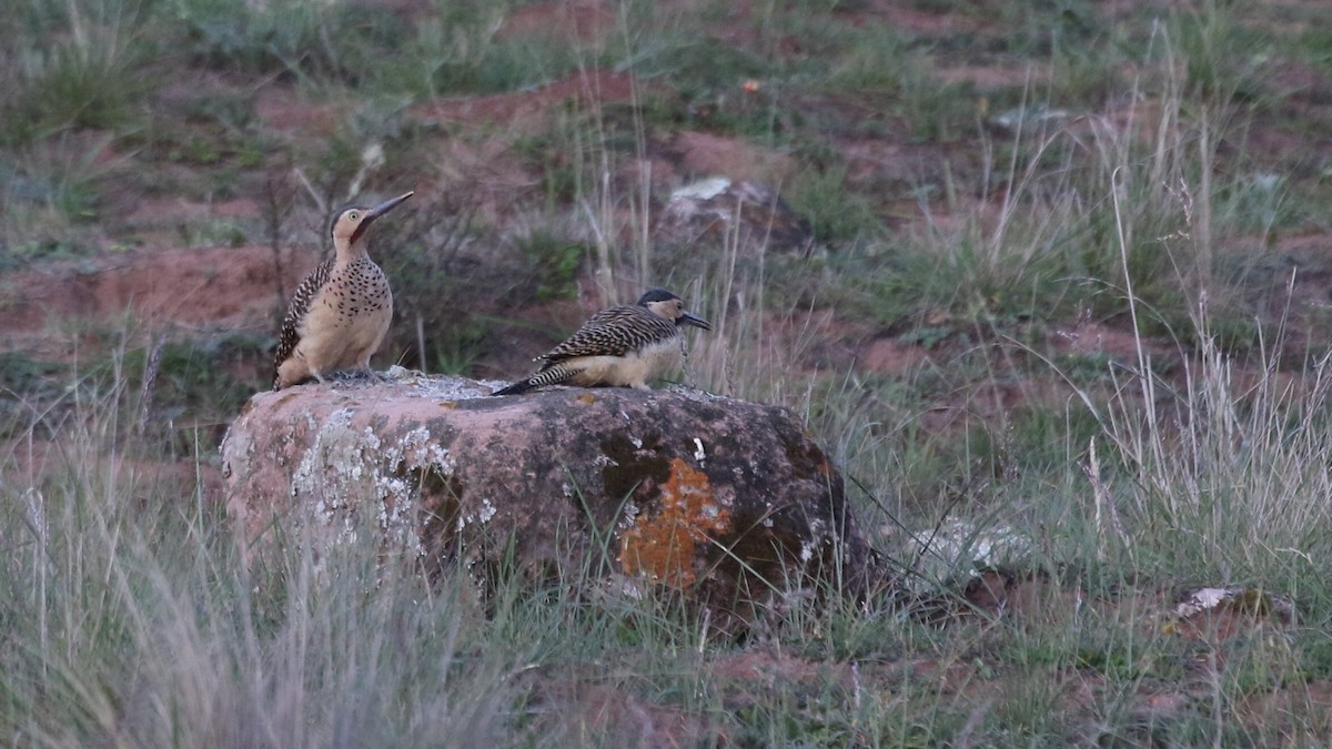 Andean Flicker - ML628826661