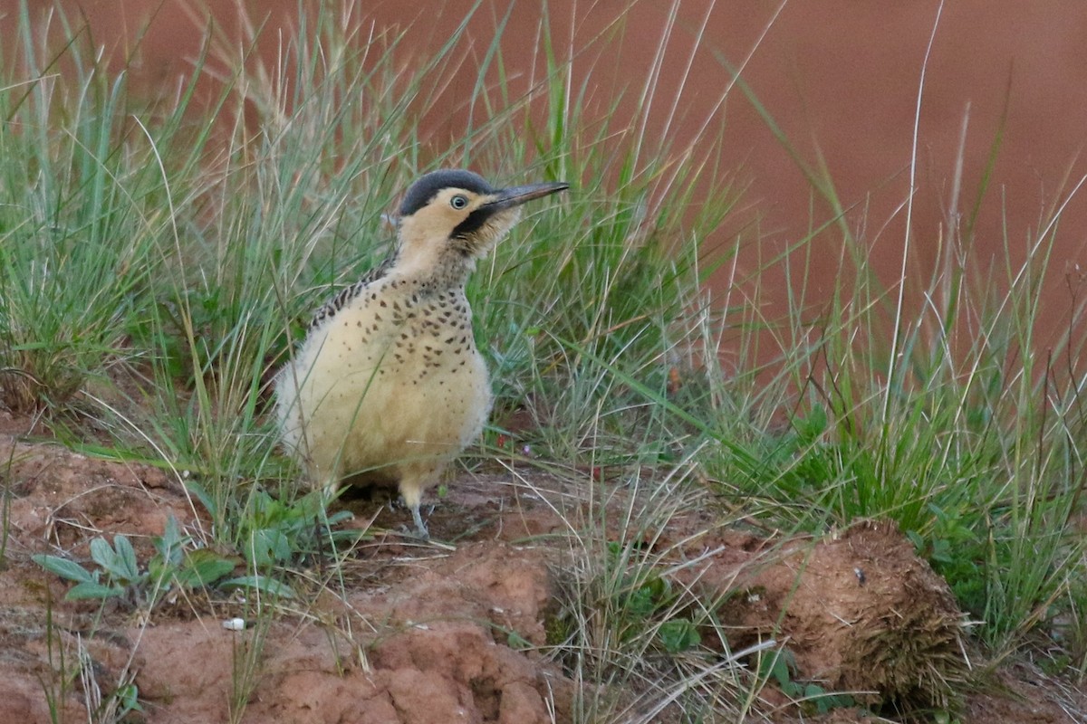 Andean Flicker - ML628826662