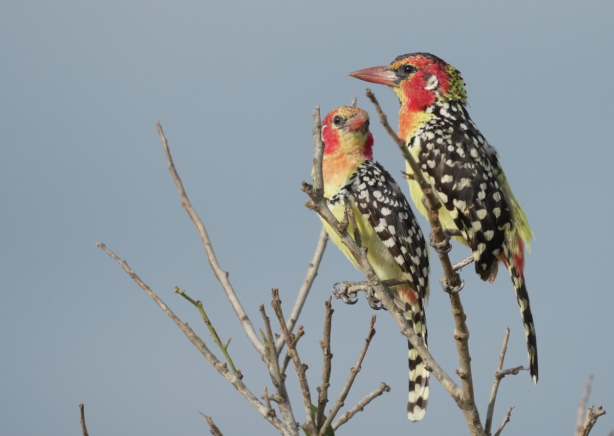 Red-and-yellow Barbet - ML628826691