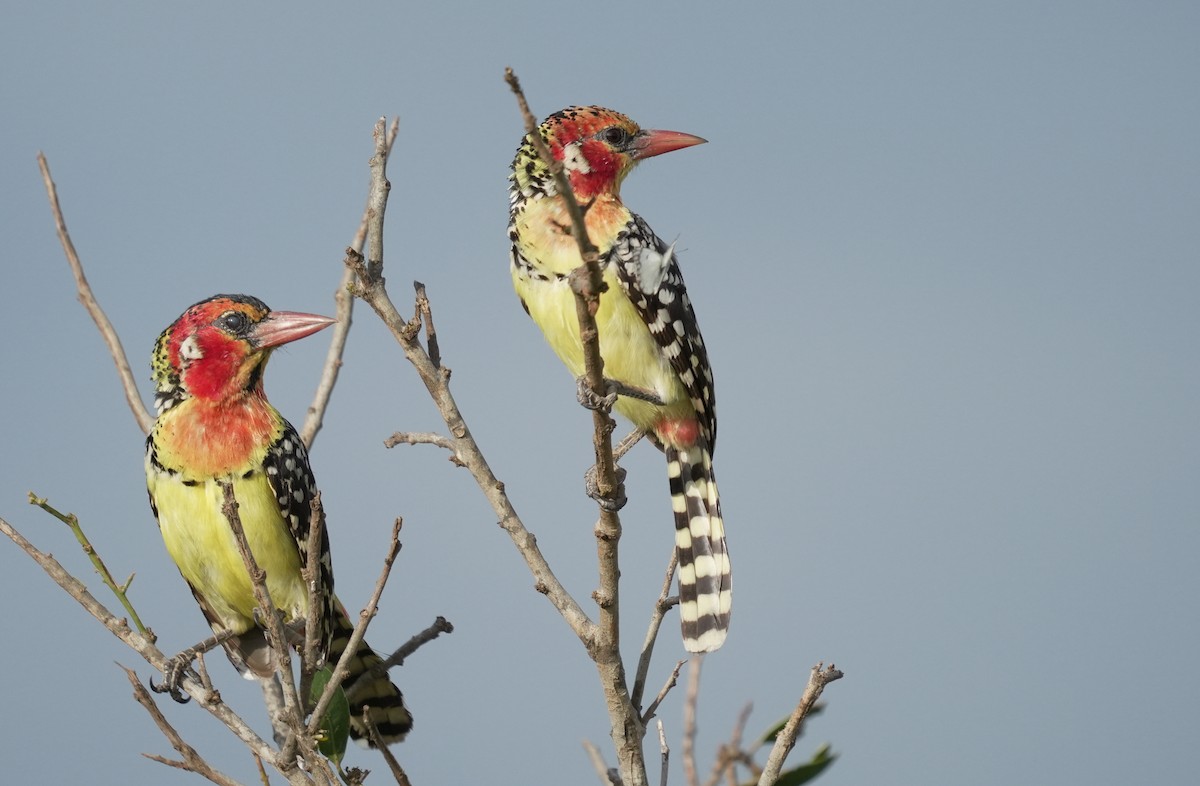 Red-and-yellow Barbet - ML628826722