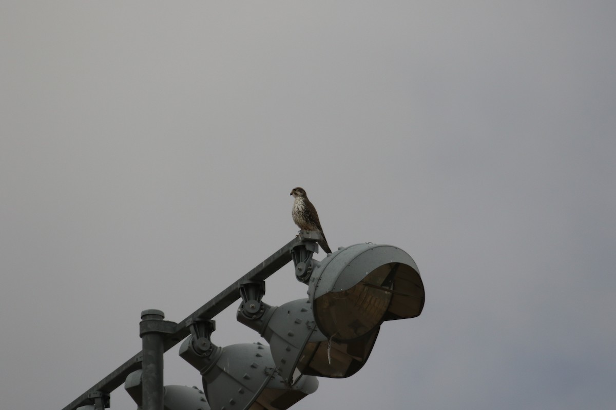 Prairie Falcon - ML628827304