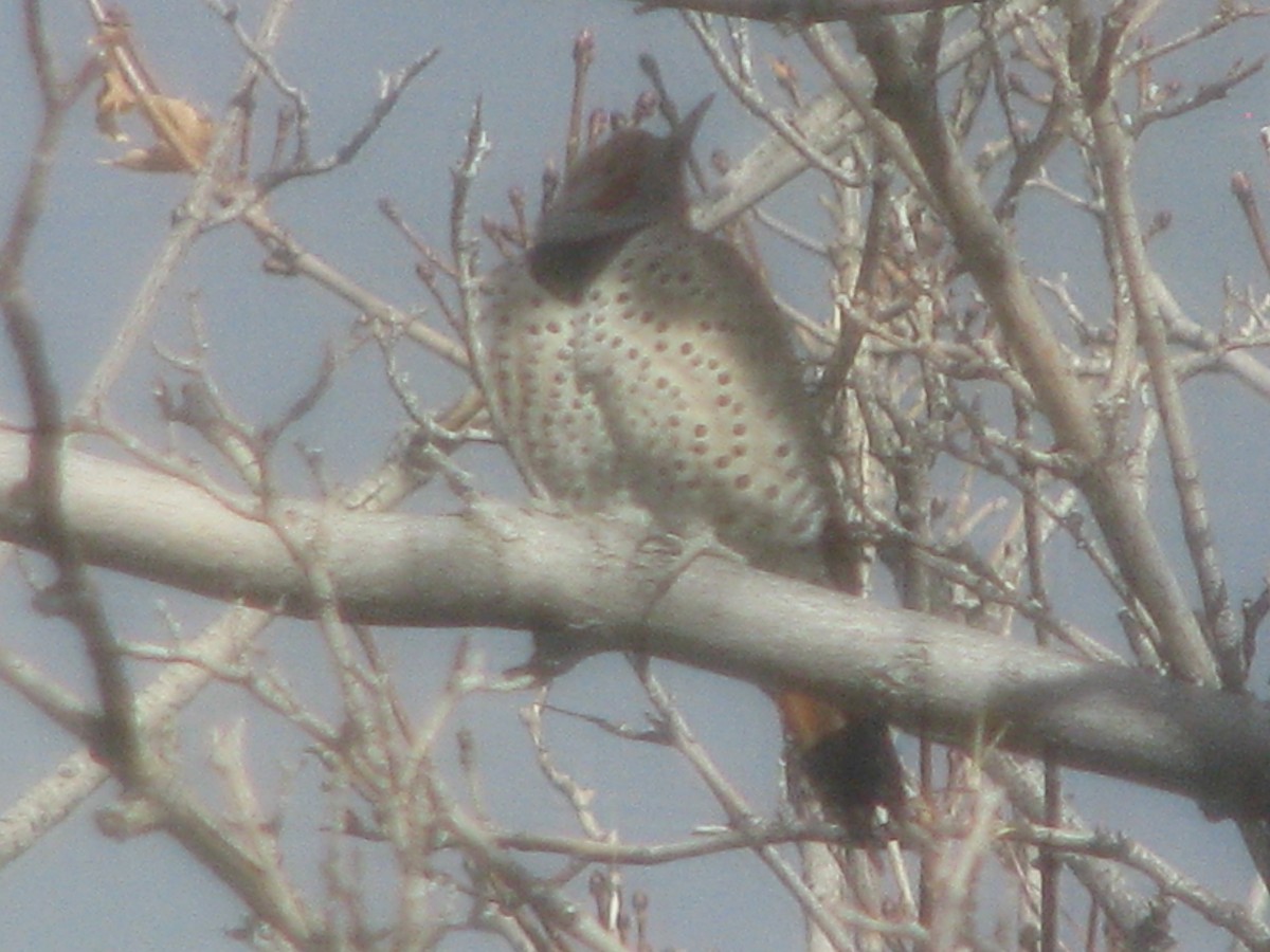 Altın Ağaçkakan - ML628827361