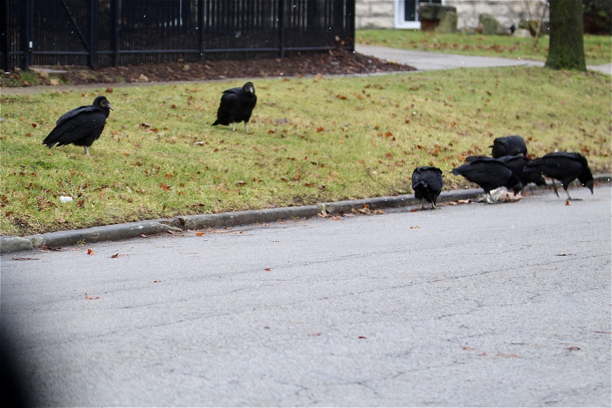 Black Vulture - ML628827373