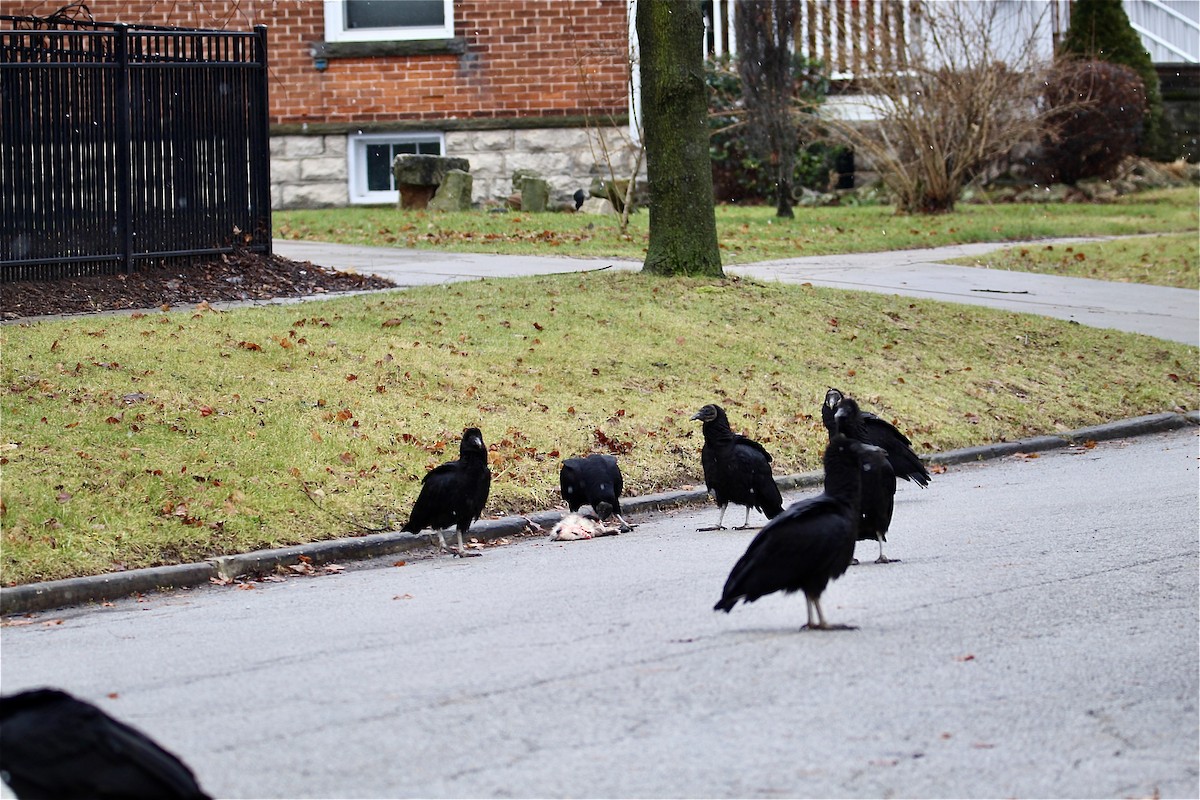 Black Vulture - ML628827375