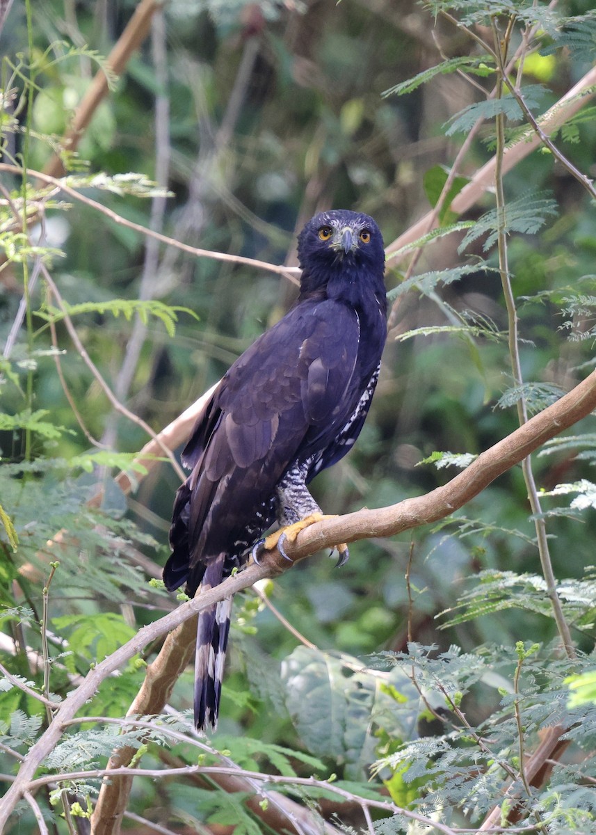 Black Hawk-Eagle - ML628827461