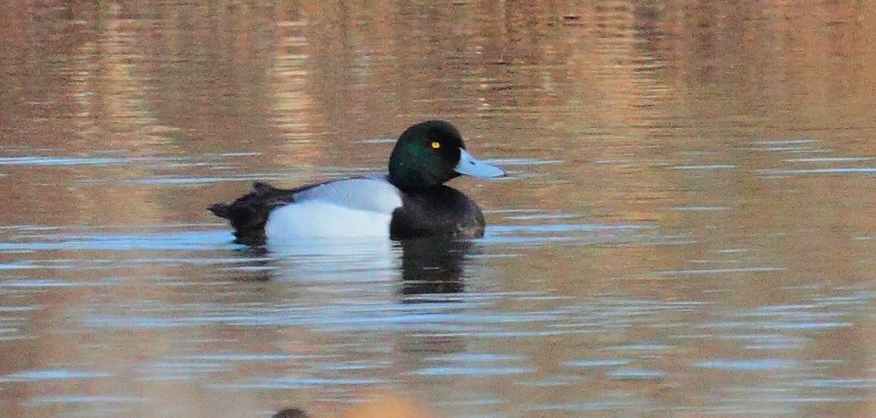Greater Scaup - ML628827833