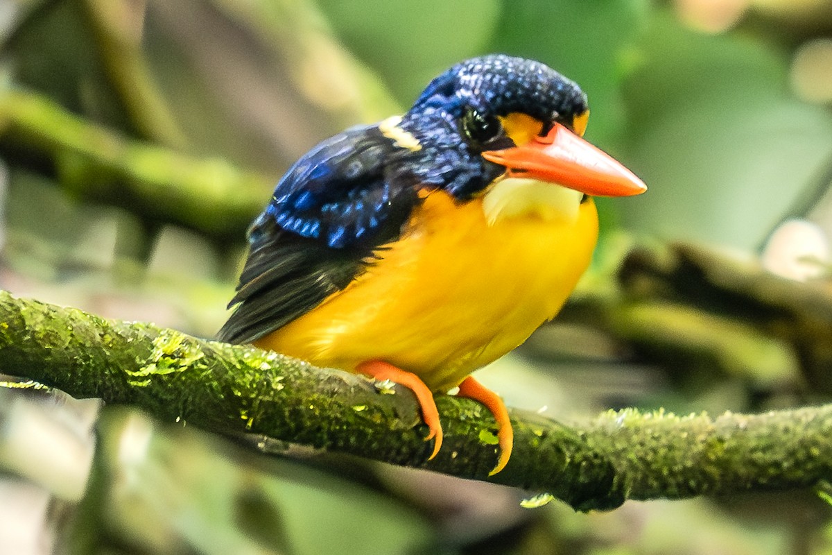 Moluccan Dwarf-Kingfisher - ML628827853