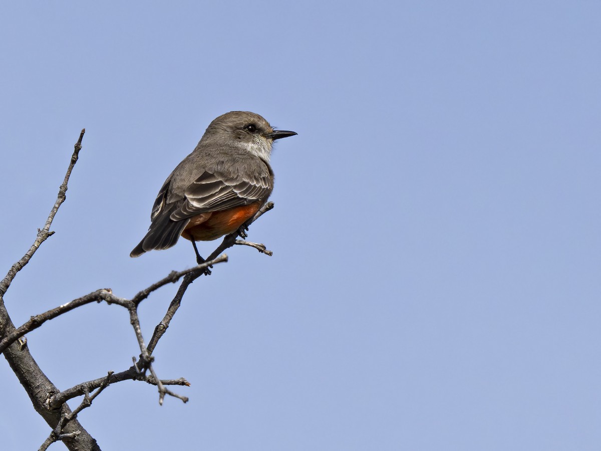 Vermilion Flycatcher - ML628827882