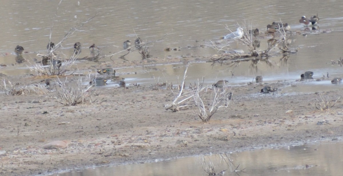 Green-winged Teal (American) - ML628827903
