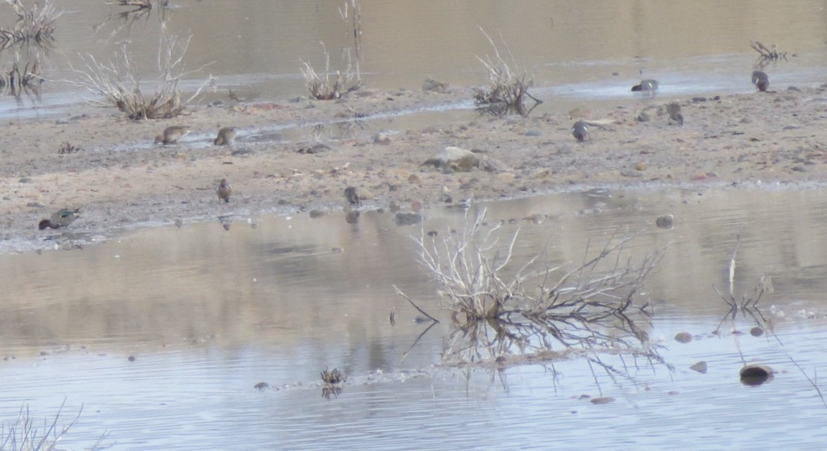 Green-winged Teal (American) - ML628827919