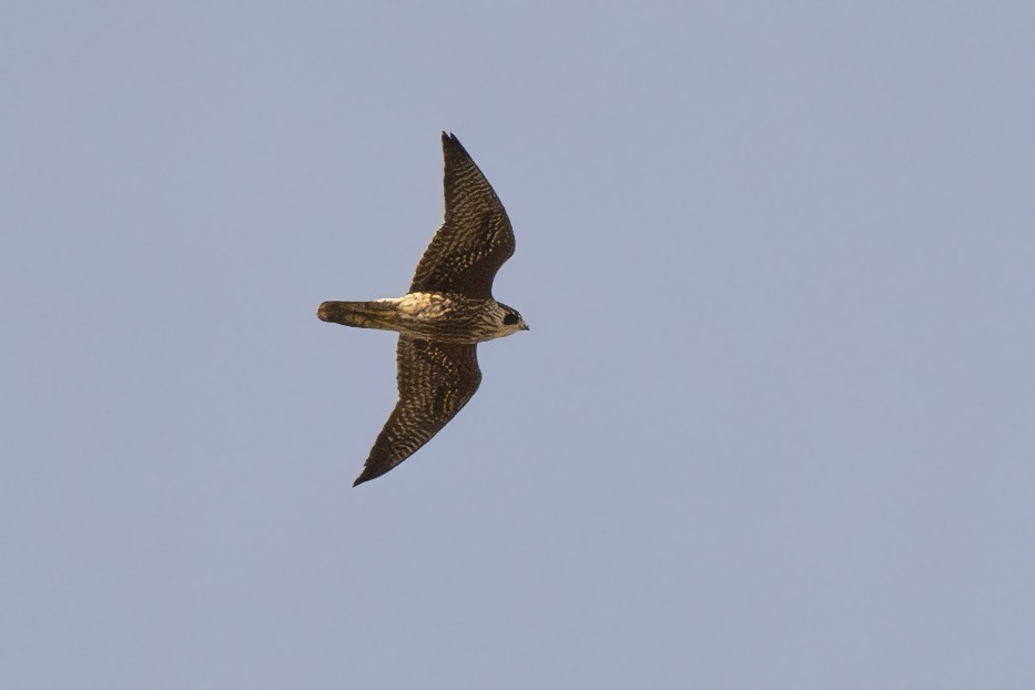 Peregrine Falcon - ML628828031
