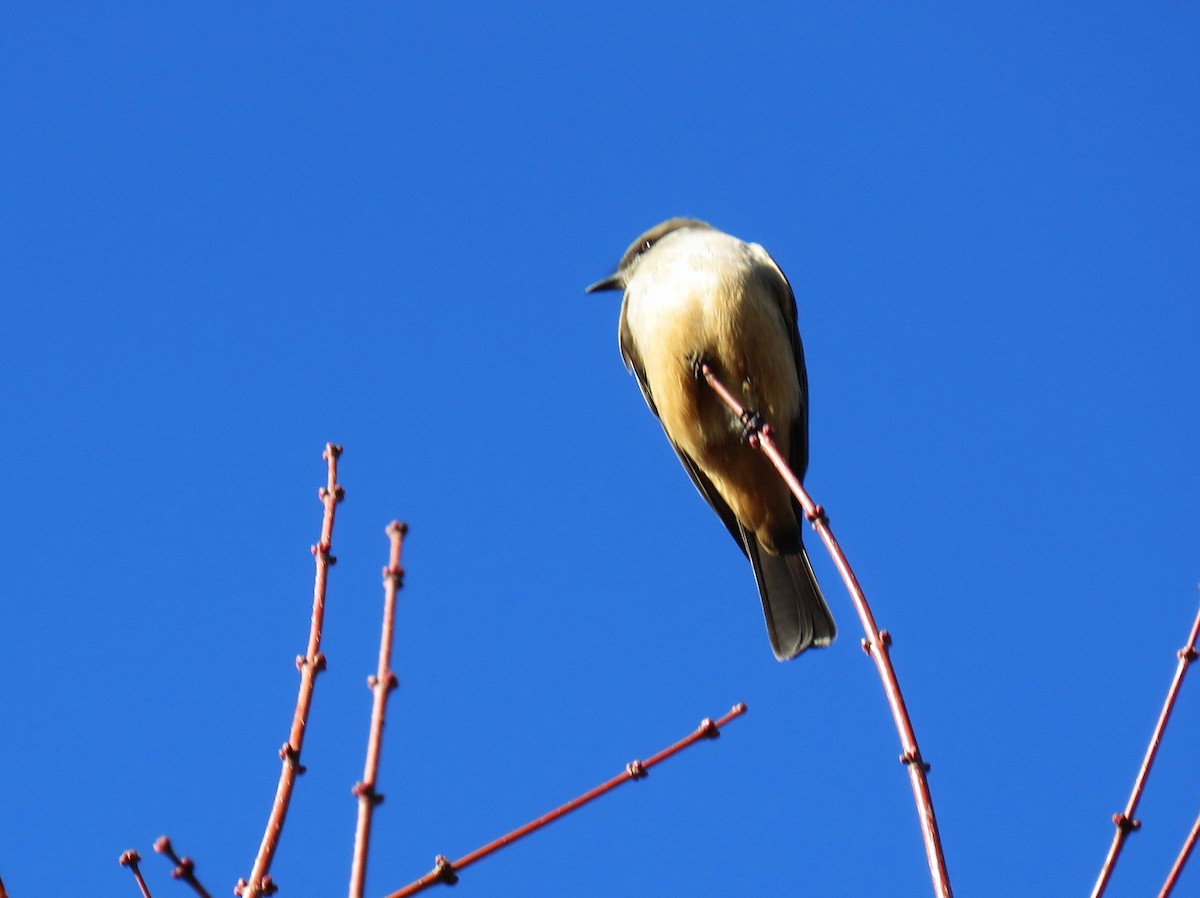 Say's Phoebe - ML628828089