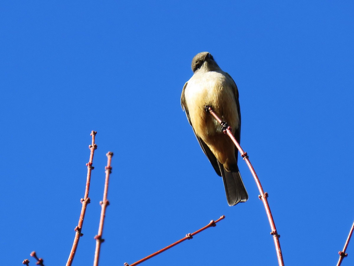Say's Phoebe - ML628828099