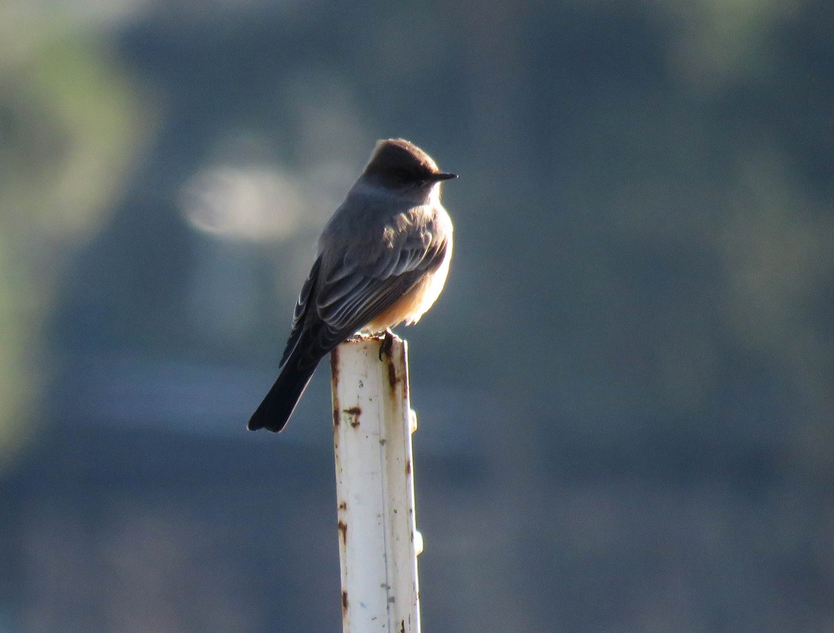 Say's Phoebe - ML628828105