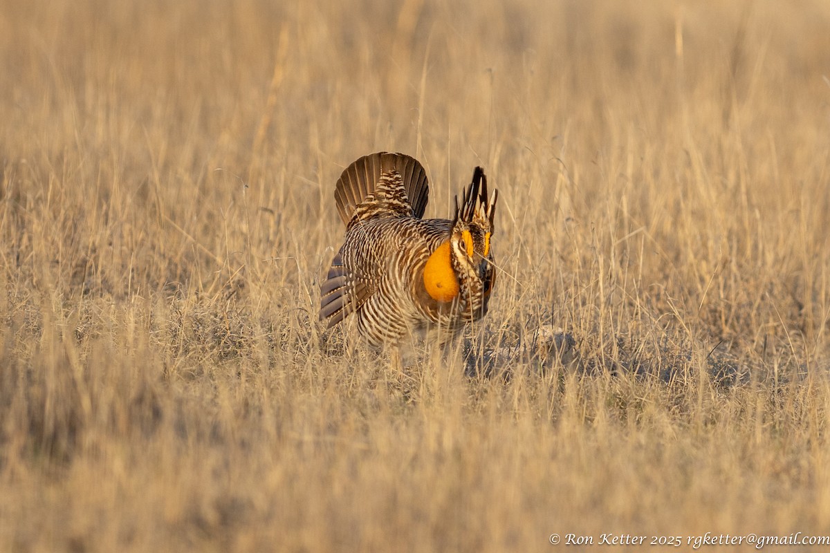 Greater Prairie-Chicken - ML628828154