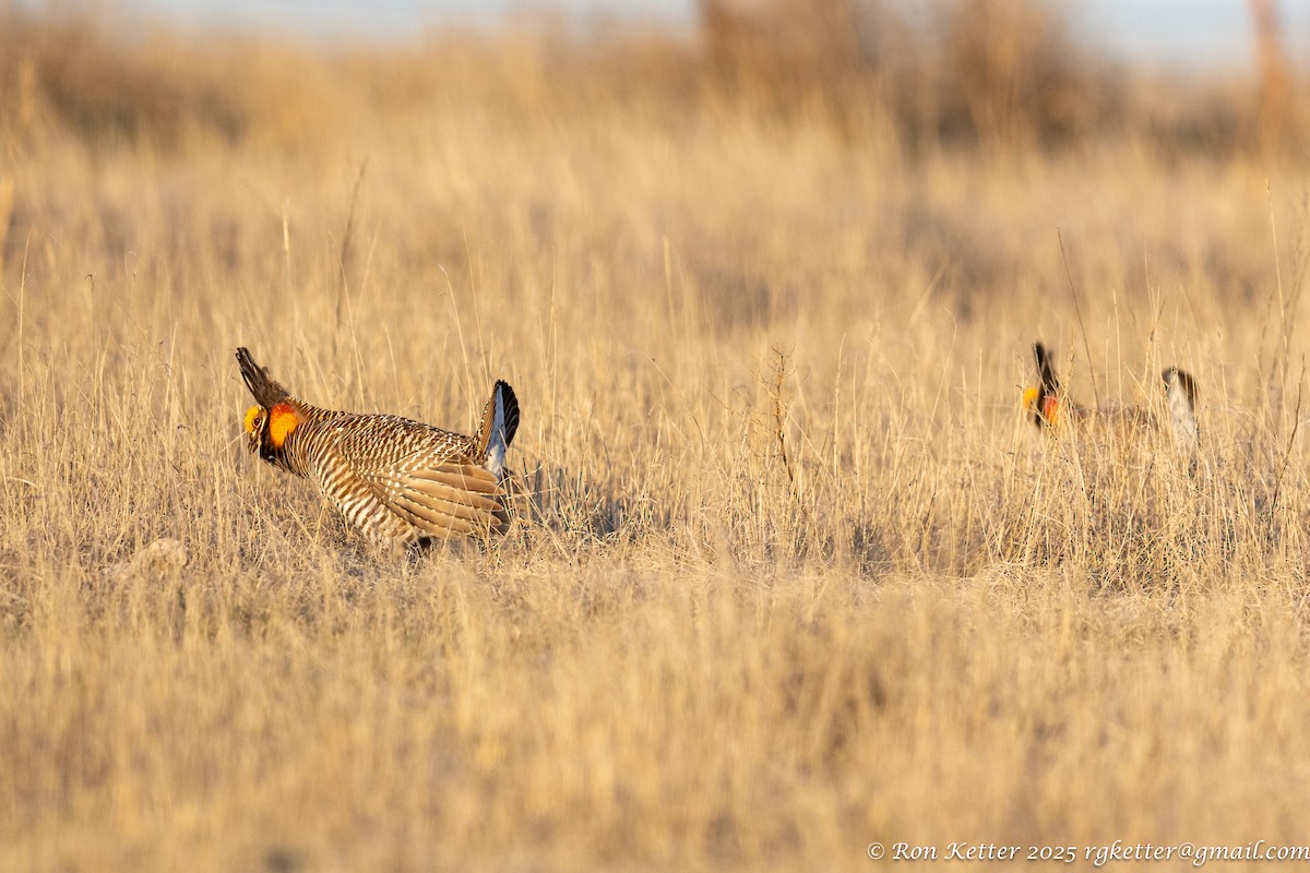 Greater Prairie-Chicken - ML628828155