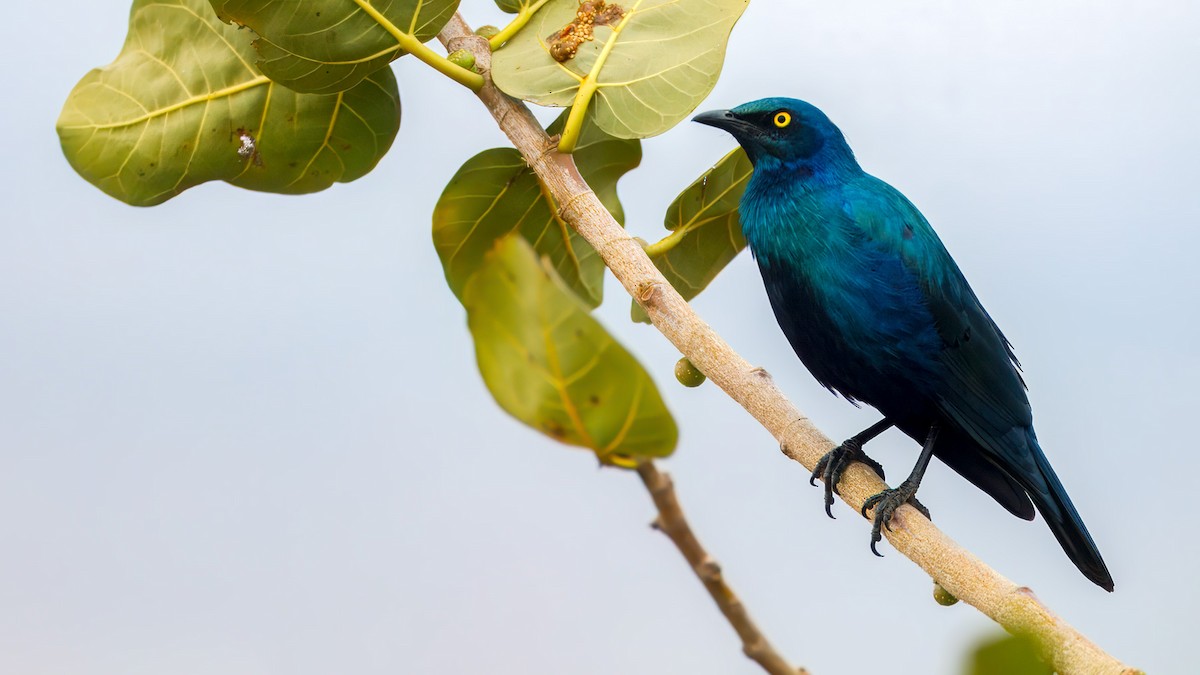 Greater Blue-eared Starling - ML628828463