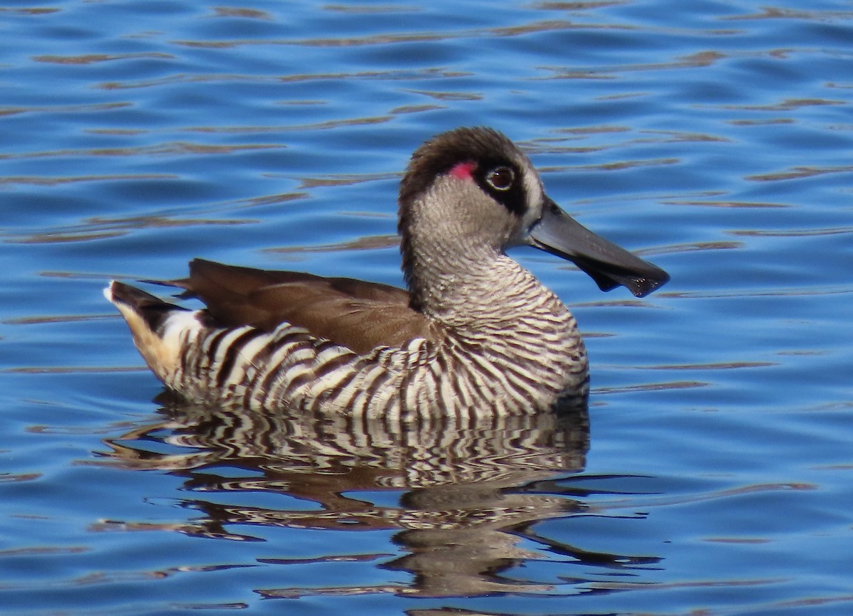 Pink-eared Duck - ML628828468