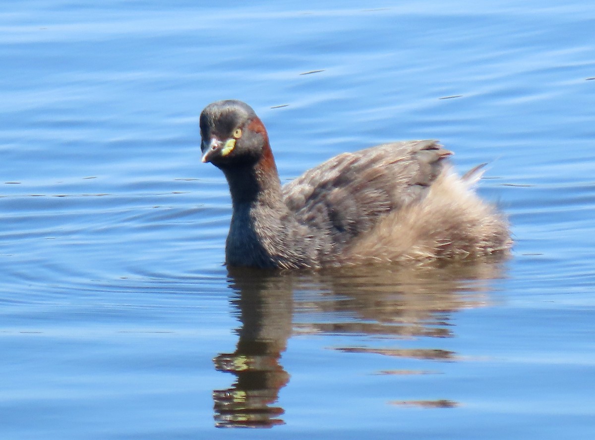Australasian Grebe - ML628828483