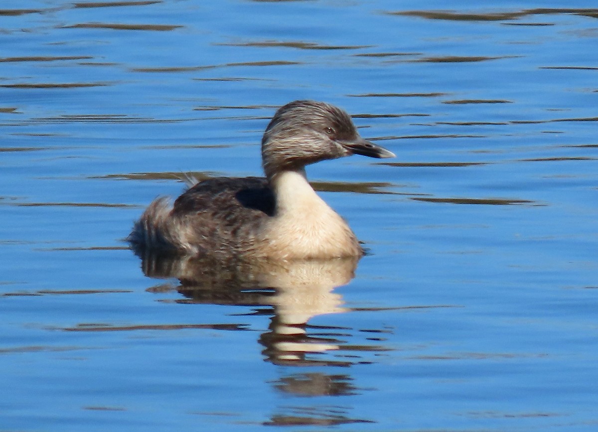 Hoary-headed Grebe - ML628828491