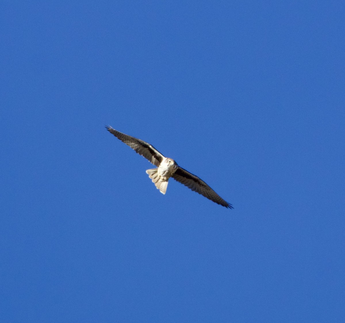 Prairie Falcon - ML628828506
