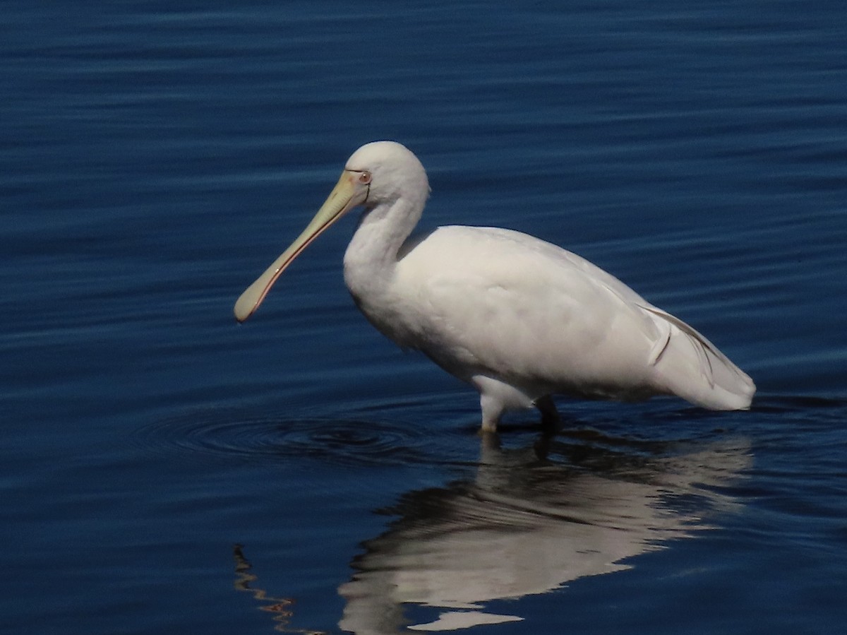 Yellow-billed Spoonbill - ML628828513