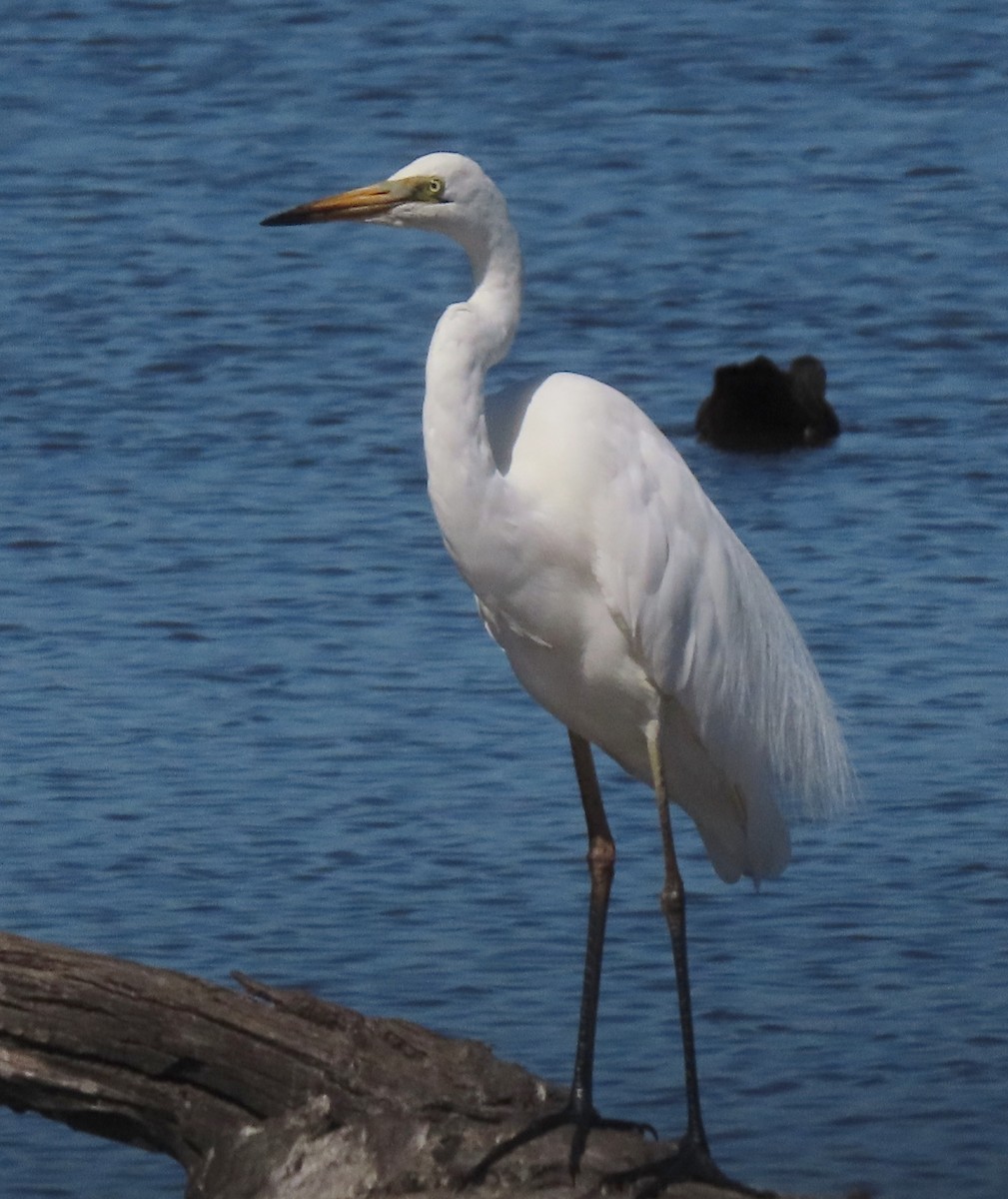 Great Egret (modesta) - ML628828522