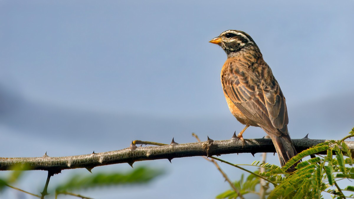 Cinnamon-breasted Bunting - ML628828616