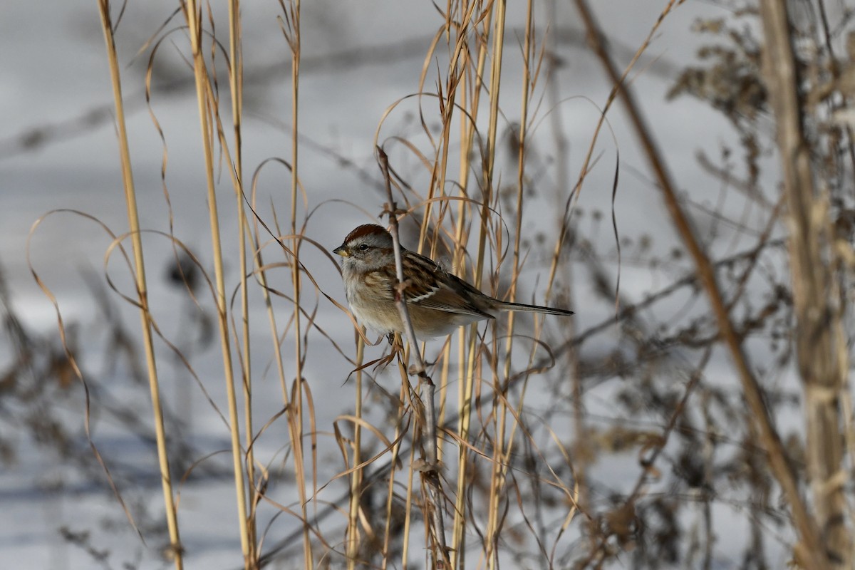 American Tree Sparrow - ML628828687