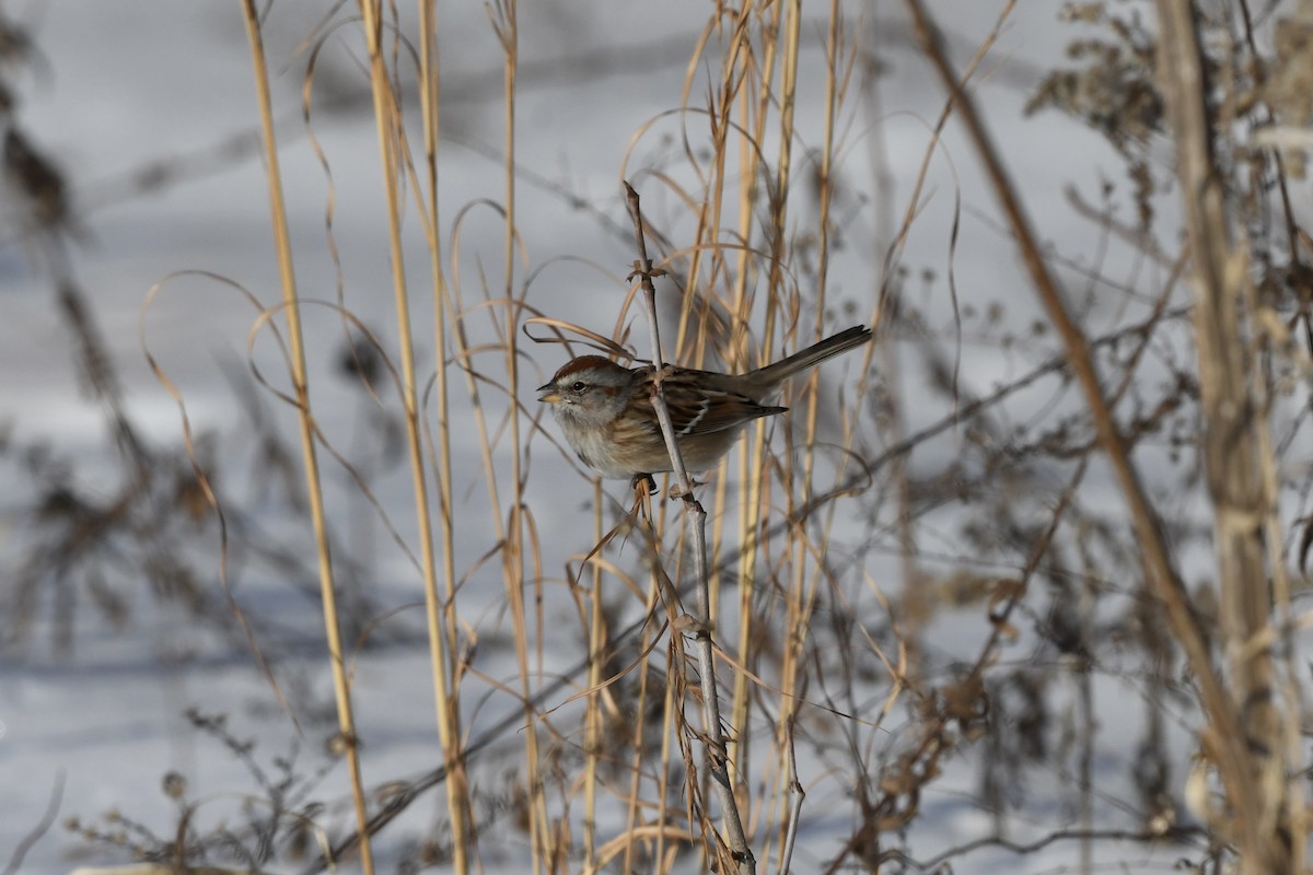 American Tree Sparrow - ML628828688