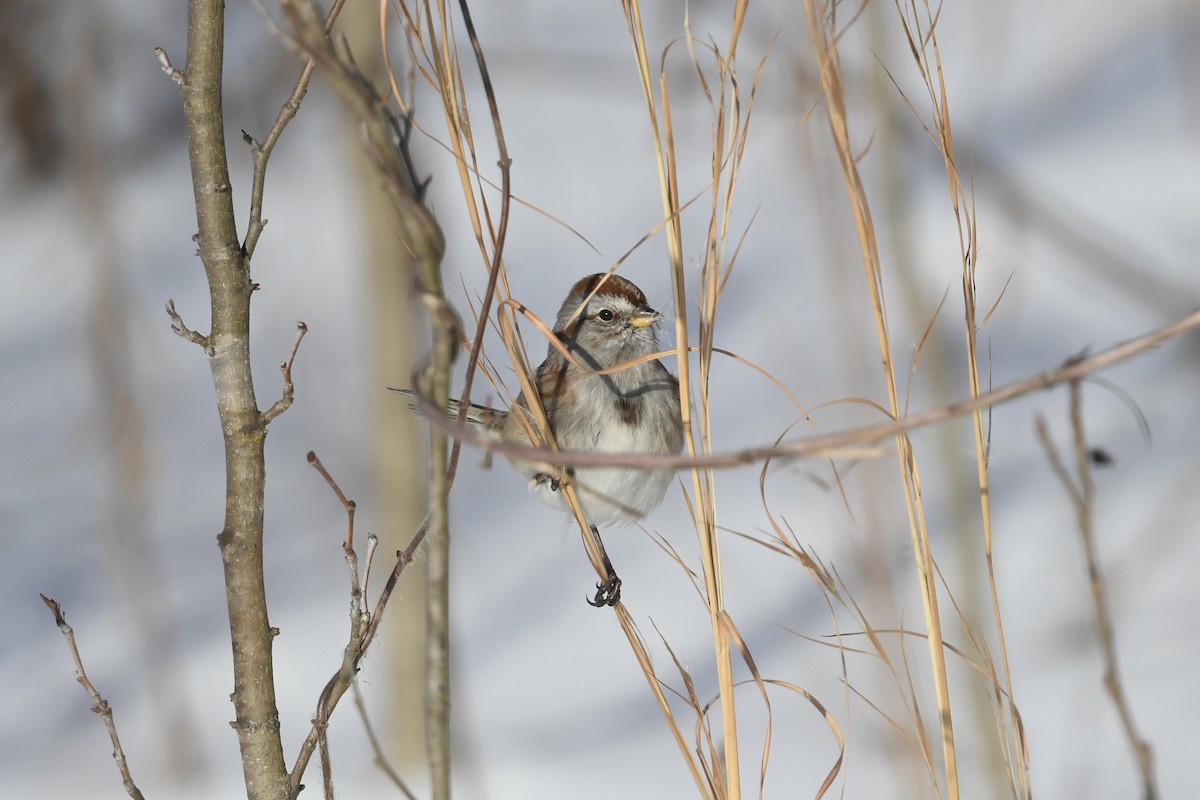 American Tree Sparrow - ML628828689