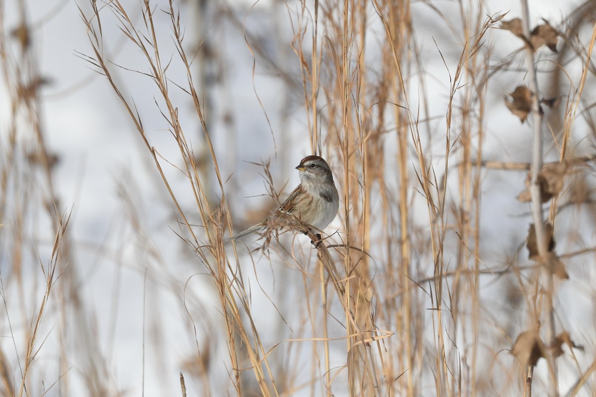 American Tree Sparrow - ML628828690