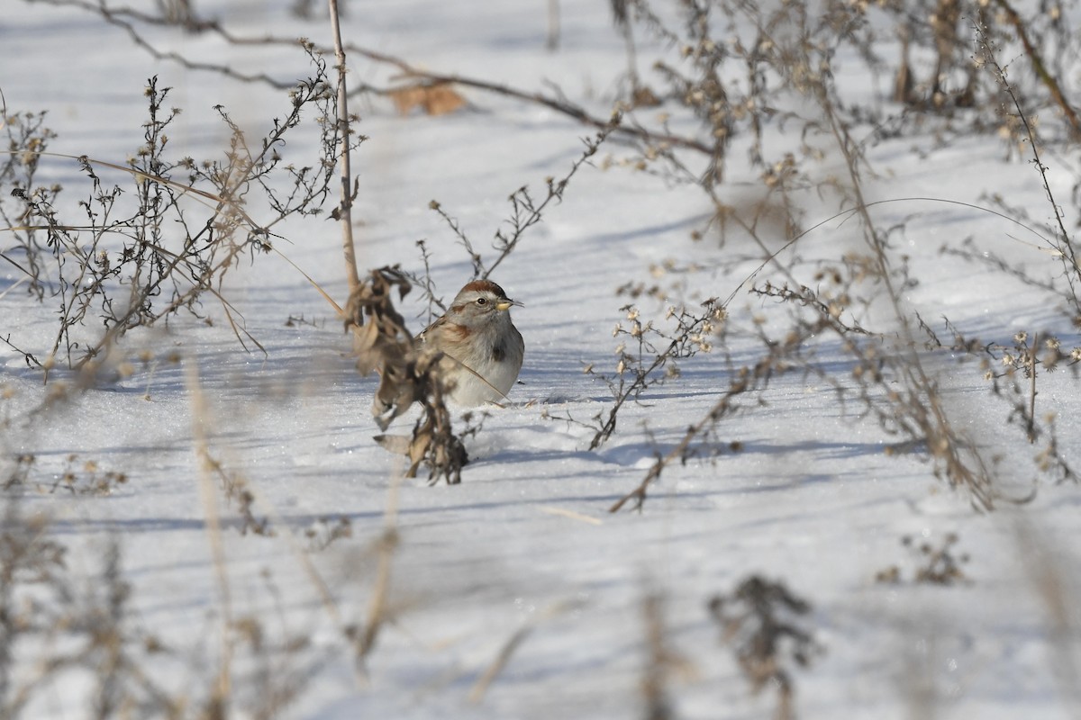 American Tree Sparrow - ML628828692