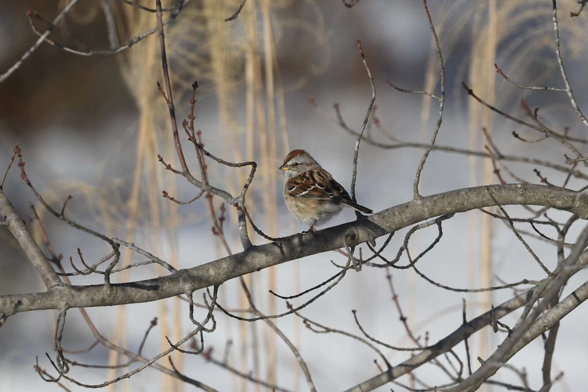 American Tree Sparrow - ML628828694