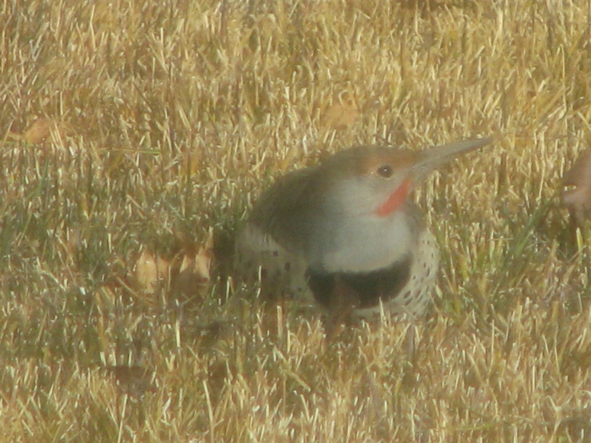 Altın Ağaçkakan - ML628828713