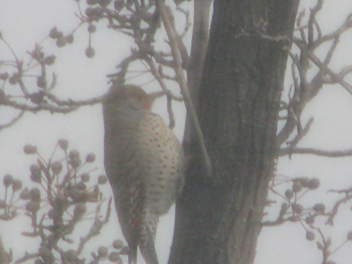 Altın Ağaçkakan - ML628828727