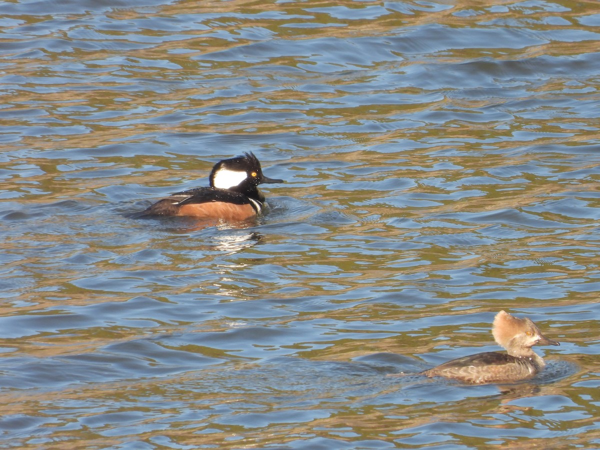 Hooded Merganser - ML628828765