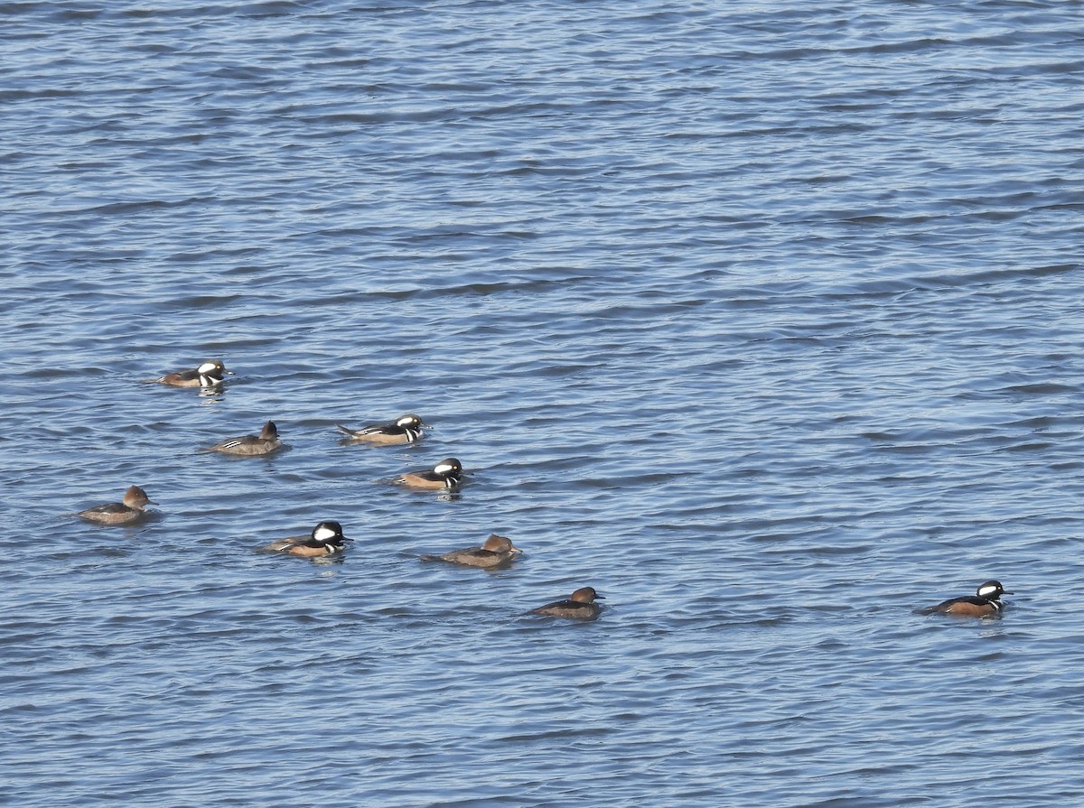 Hooded Merganser - ML628828801