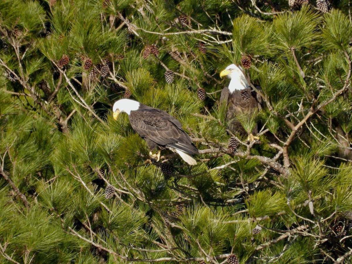 Bald Eagle - ML628828865