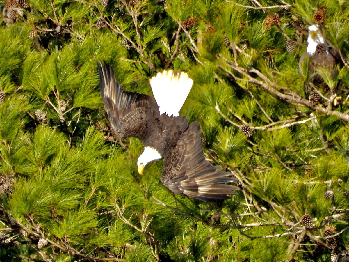 Bald Eagle - ML628828868