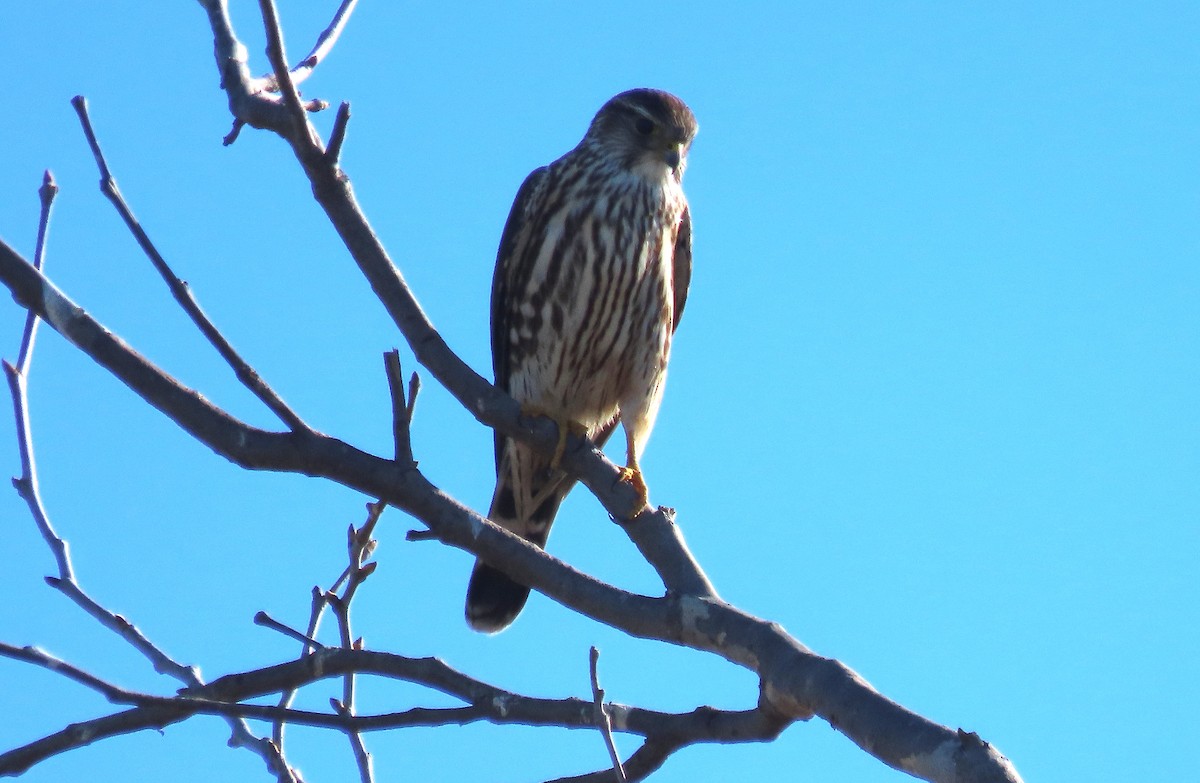 Merlin - ML628828870