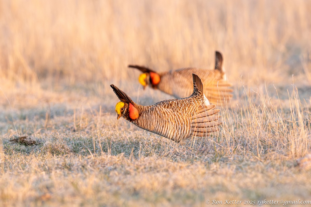 Lesser Prairie-Chicken - ML628828876