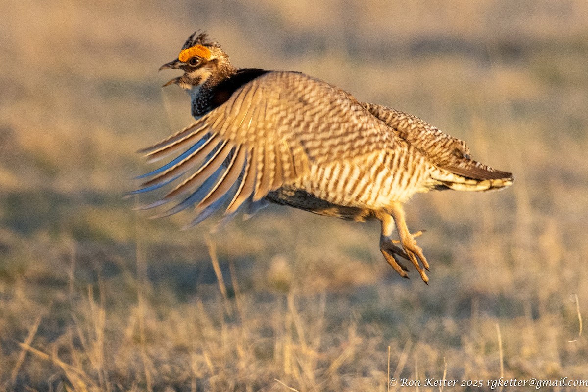 Lesser Prairie-Chicken - ML628828877