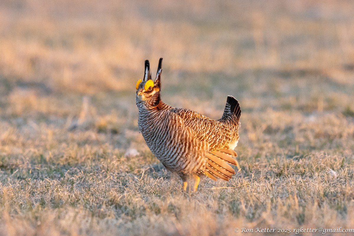 Lesser Prairie-Chicken - ML628828881